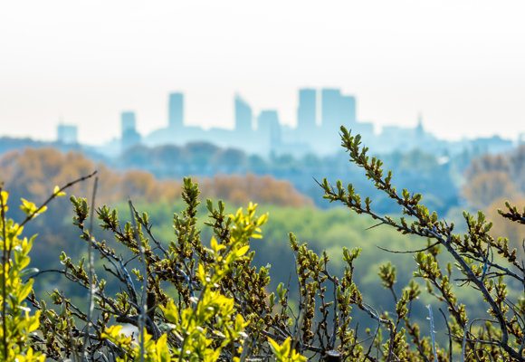 Green And City